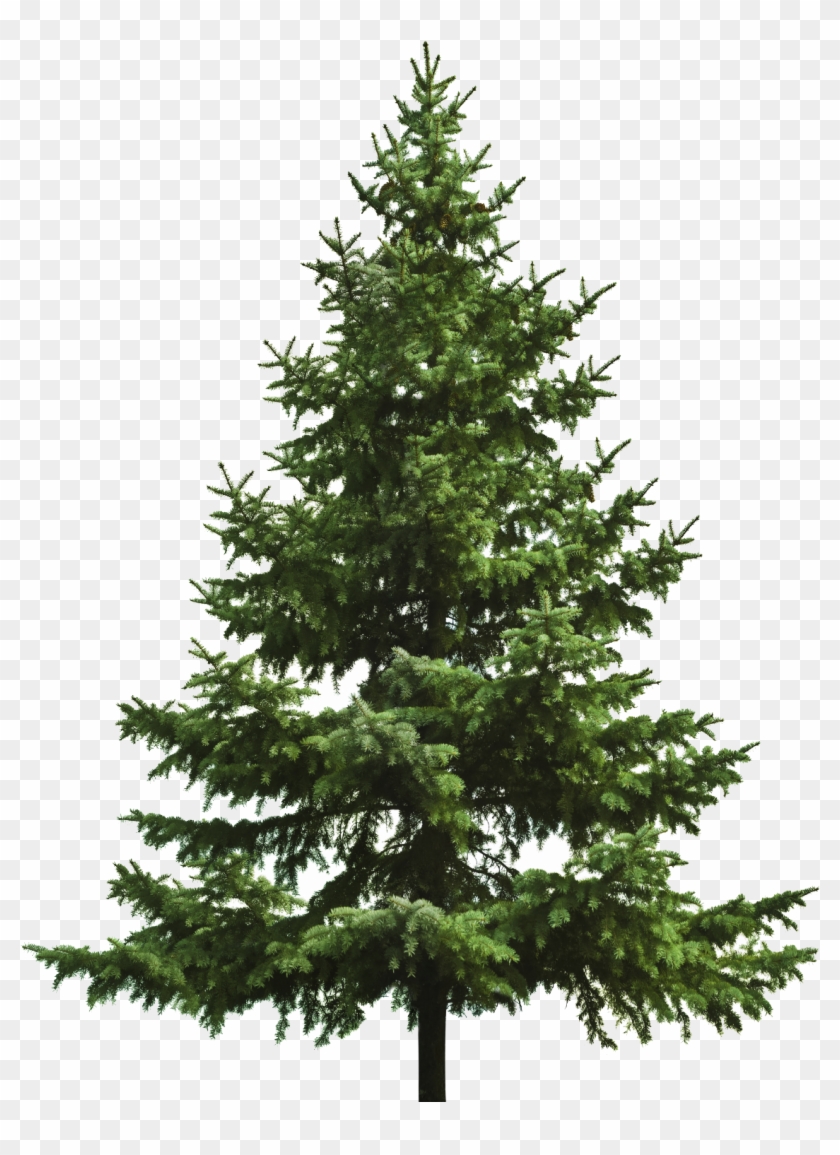 Free Download Of Christmas Tree Icon Clipart Image - Spruce Tree White Background #387970