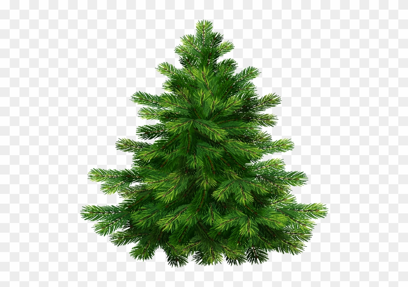 29 Jan 2015 - Pine Tree Transparent Background #387976