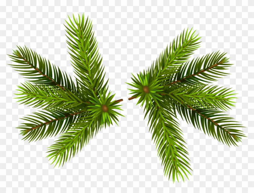 Pine Clipart Transparent - Christmas Pine Transparent Background #388007