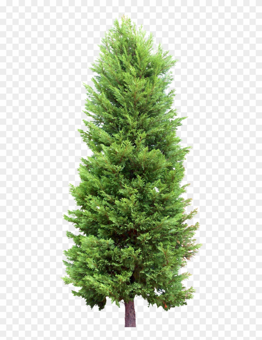 Fir Tree Clipart Cypress Tree - Fir Tree Transparent #388042