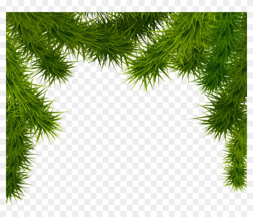 Pine Branches Png Clipart Image - Christmas Tree Branches Transparent #388106