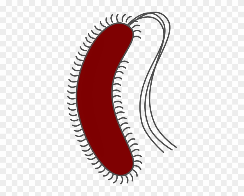 Bacteria Clipart #388355