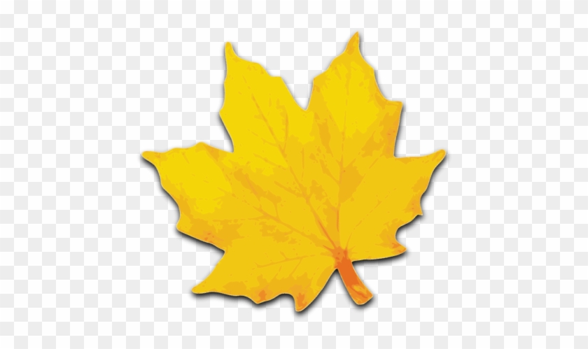 Free Yellow Leaves Clip Art - Yellow Maple Leaf Clip Art #388426