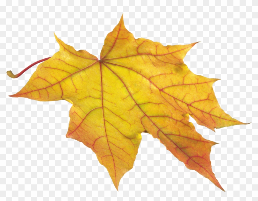 Autumn Leaves Png Images, Free Png Yellow Leaves Pictures - Yellow Autumn Leaves Png #388427