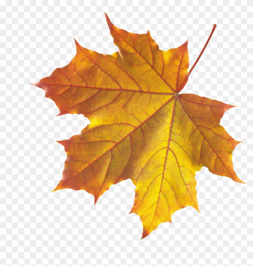 Png Leaf - Autumn Fall Leaves Png #388429