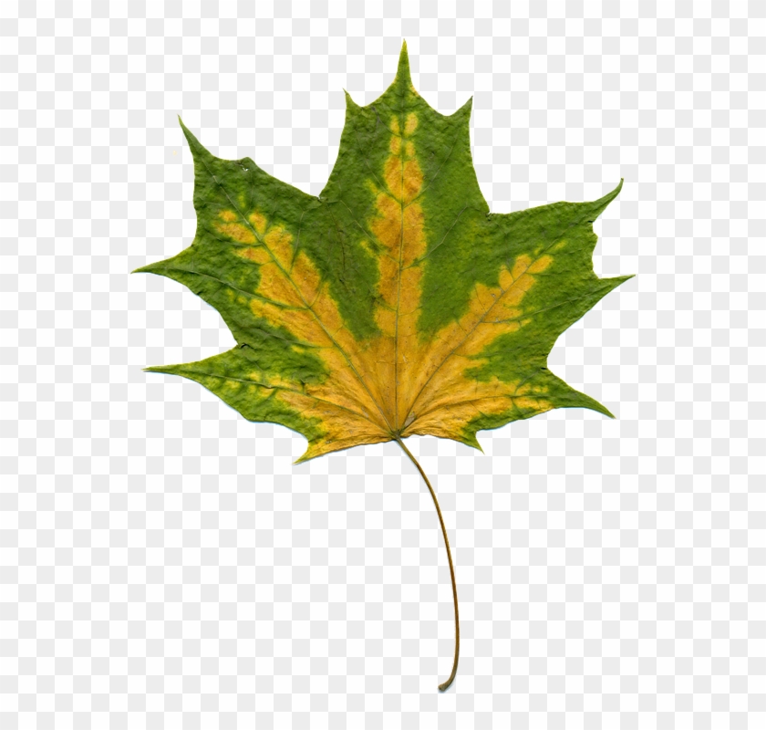 Autumn Cliparts Black 24, Buy Clip Art - Autumn Leaves Green #388494