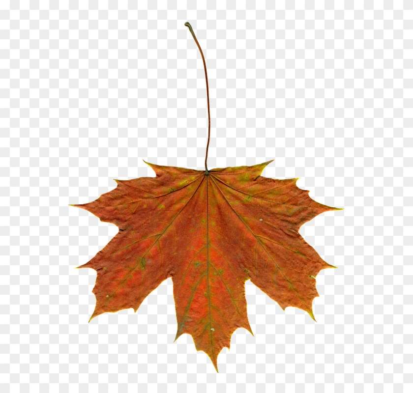 Maple Leaf Clipart 24, - Leaf #388536