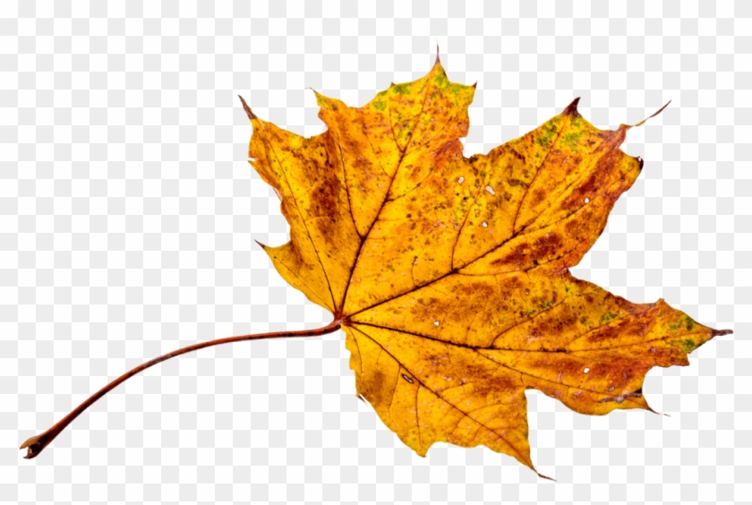 Image Of Maple Leaf 12, Buy Clip Art - Leaf #388540