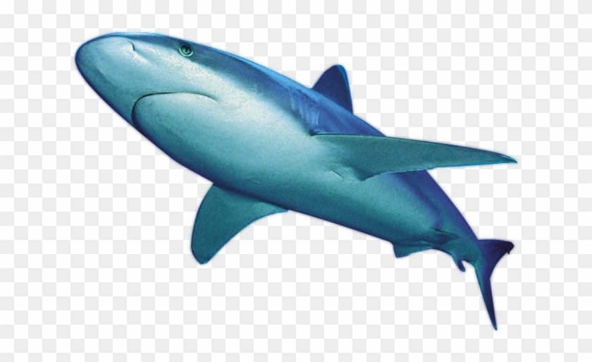 Shark - Shark Png File #388623