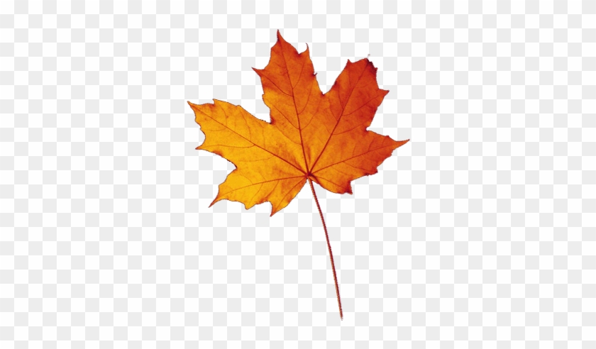 Maple Leaf - Осенний Лист Рисунок #388727