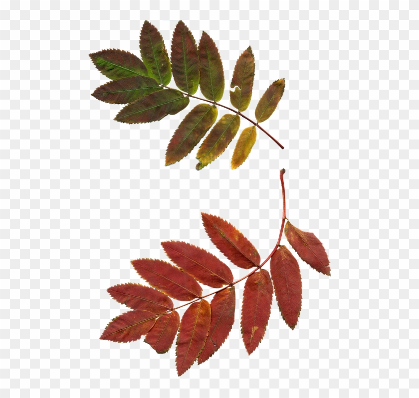 Autumn Leaf Clipart 10, Buy Clip Art - Sprig Of Rowan #388795