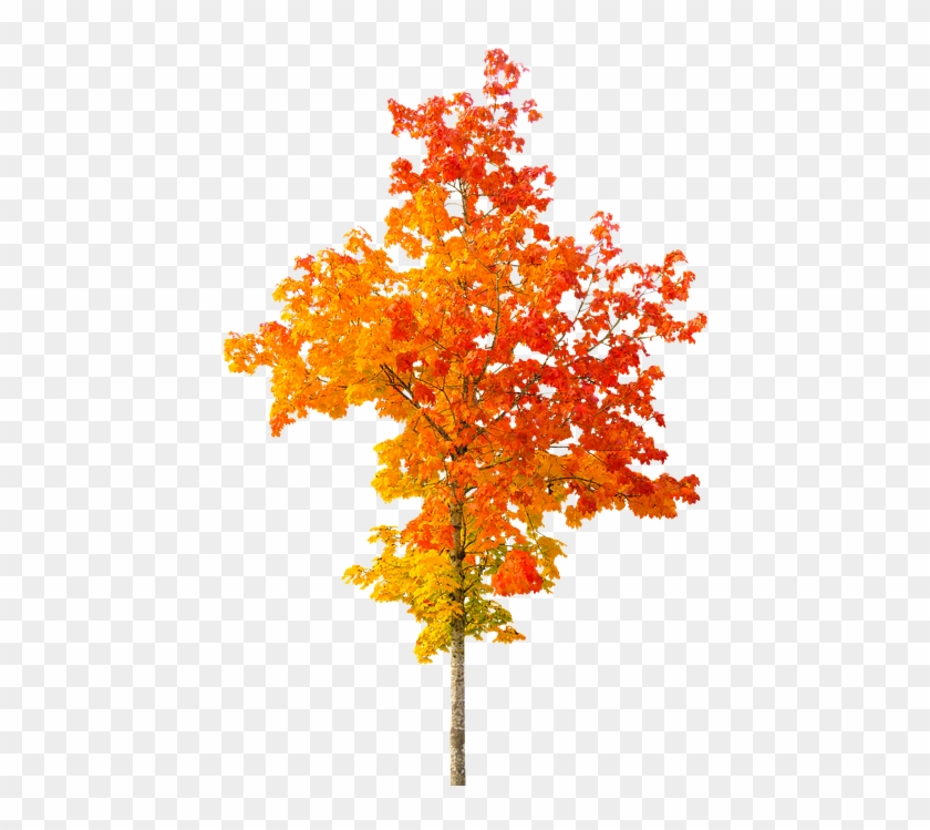 Autumn Tree Clipart 29, - Outono Png #388799