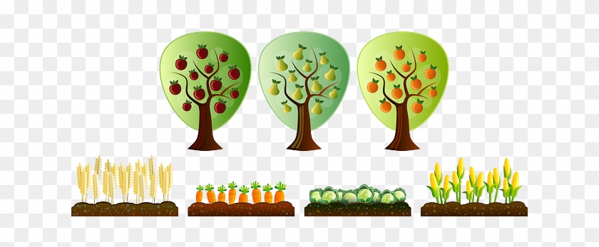 Farm, Field, Plantation, Tree, Vegetable, Apple - Scrapbook Trees #388938