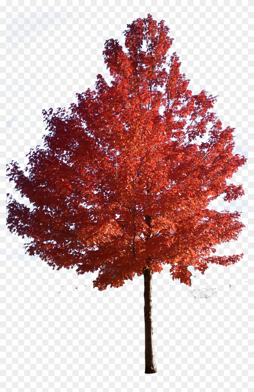 Red Maple Tree Clipart Png - Japanese Maple Tree Png #388947