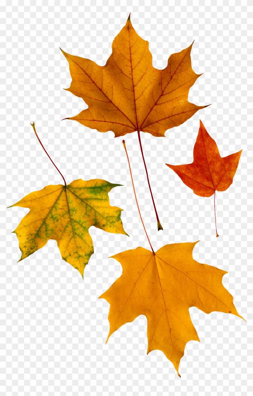 Autumn Png Leaf - Maple Leaves #388971