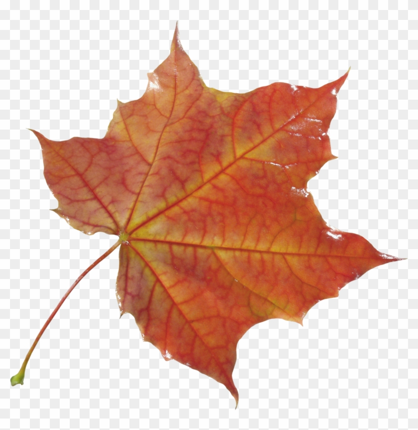 Autumn Png Leaf - Осенние Листья Картинки #388979