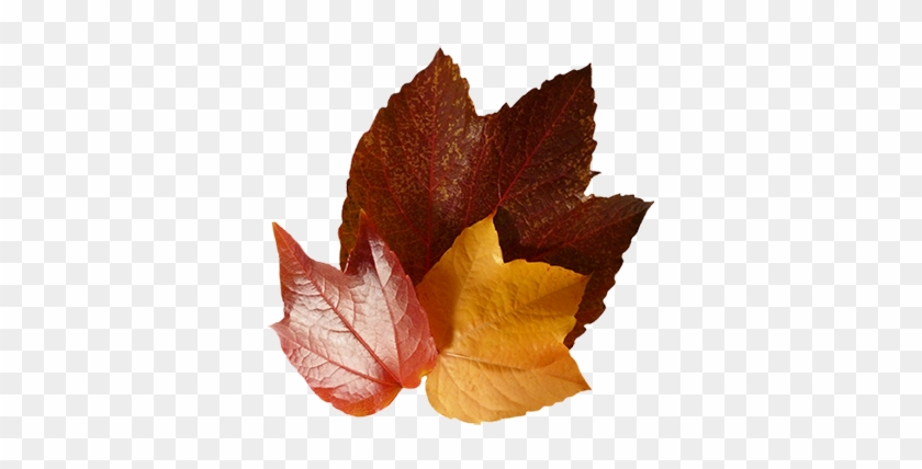 Three Autumn Leaves - Maple Leaf #388986