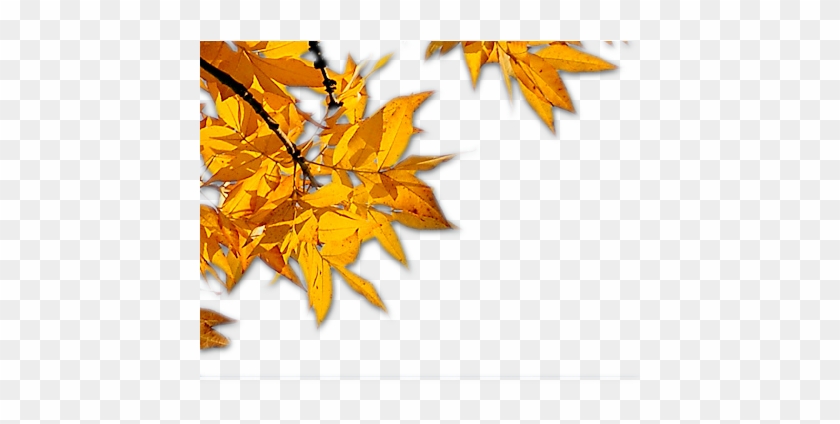 Leaves - Autumn Leaves Corner Png #389017