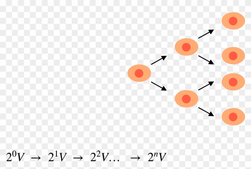 The Division Makes The Cell Volume V Increase Exponentially, - Circle #389036