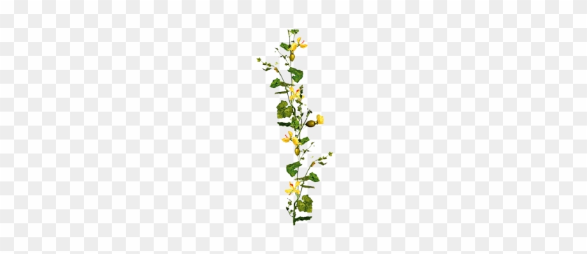 Zucchini Blütenranke Grün Gelb 180 Cm - Sunflower #389054