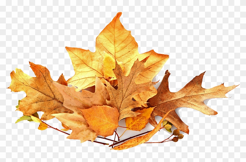 Pile Of Leaves - Leaf Pile Png #389058