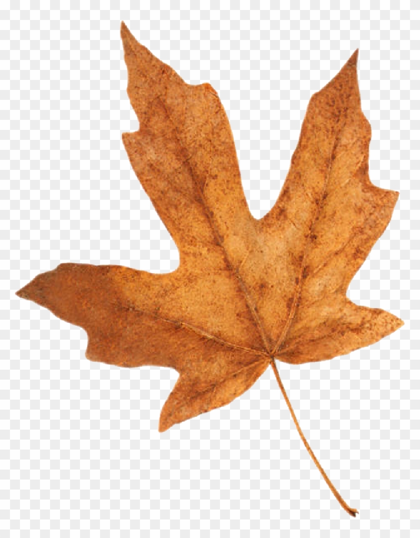 Fall Leaf - 1 Yd 3 Ft #389132