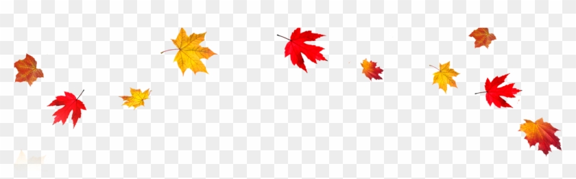 Best - Fall Leaves Transparent Background #389172