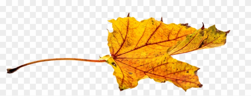 Autumn Leaves Leaf Png Png Image - Leaf #389188