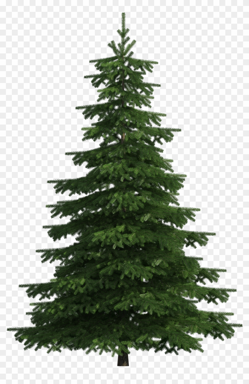 Realistic Pine Tree Png Clip Art - Pine Tree Clipart Png #390028