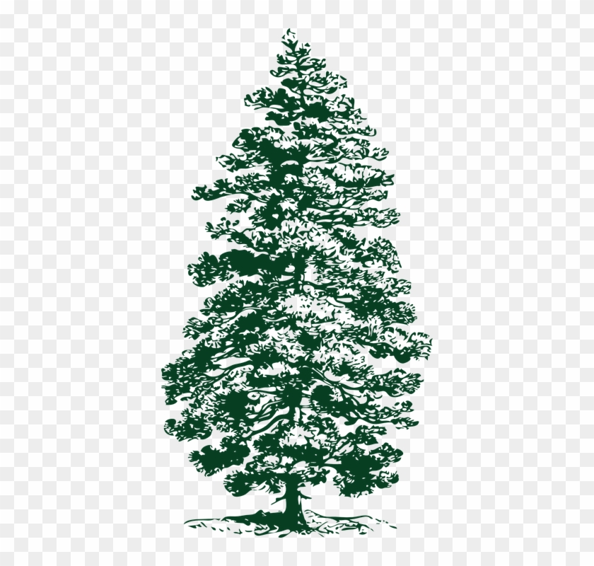 Fir Tree Png 13, Buy Clip Art - Pine Tree Clip Art #390042