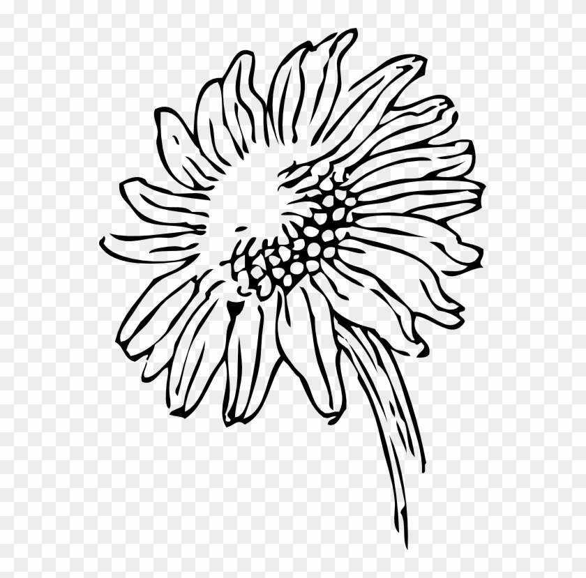 Black - And - White - Sunflower - Border - Black And White Sunflower Clipart #390102