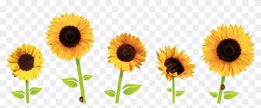 Sunflowers Png Transparent Images - Sunflowers Png #390123