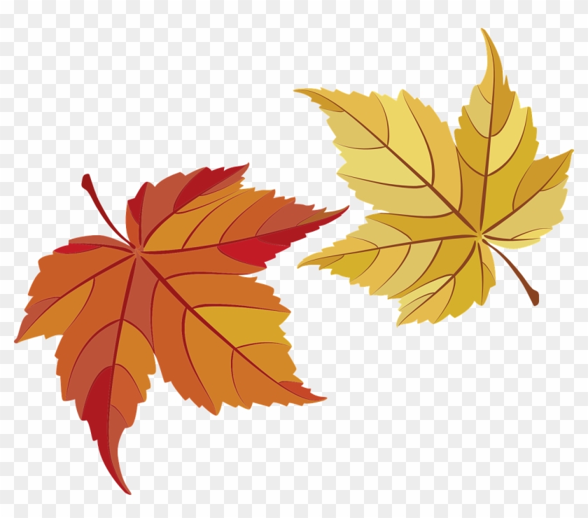 Maple Leaves Maple Leaves Transparent Image - ใบ เม เปิ้ ล Png #390177