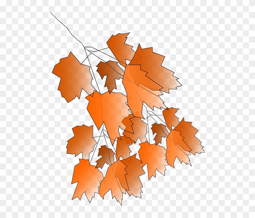 Orange Maple, Foliage, Leaves, Autumn, Fall, Greenery, - Autumn #390191