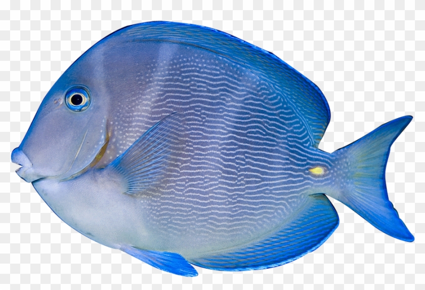 Tropical Fish Clipart Powder Blue Tang - Acanthurus Coeruleus #390239