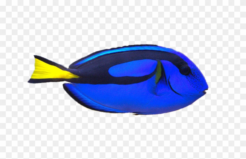 Colorful Fish Drawings - Blue Tang Clip Art #390256