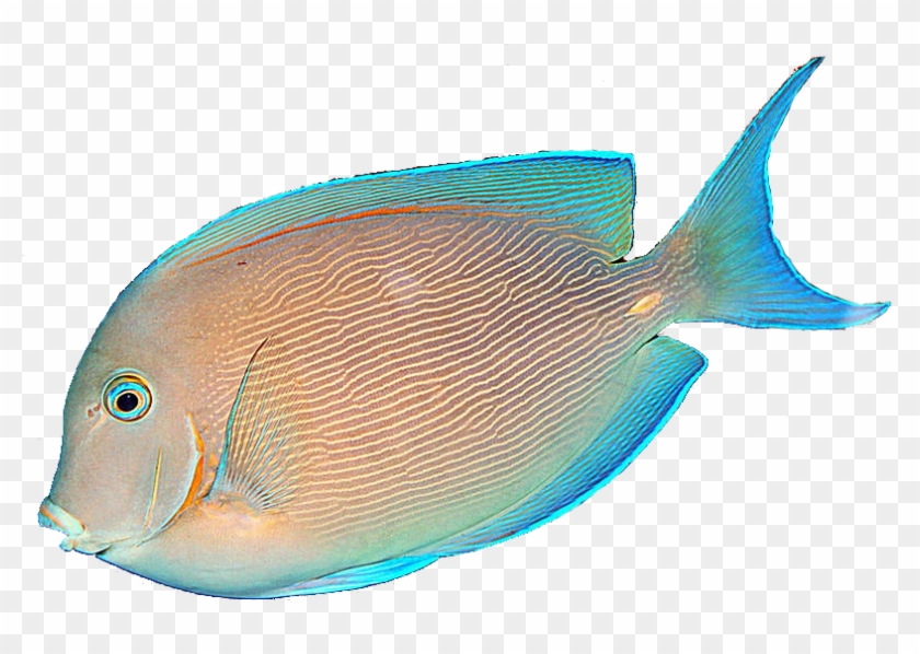 Fish With A Transparent Background #390263