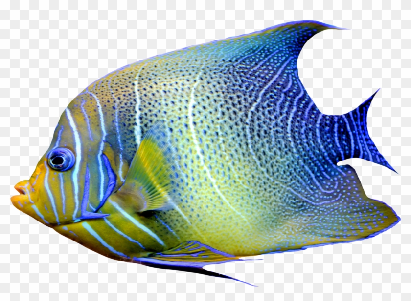 Tropical Fish Clipart Realistic Fish - Real Ibiza - Volume 10 - Various  Artists - Free Transparent PNG Clipart Images Download