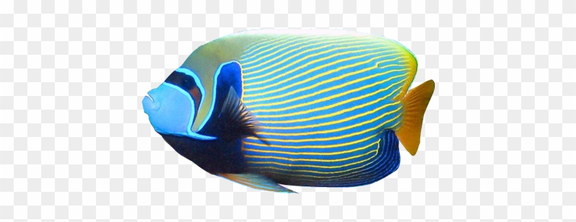 Angelfish Clipart Blue - Angel Fish Without Background #390297