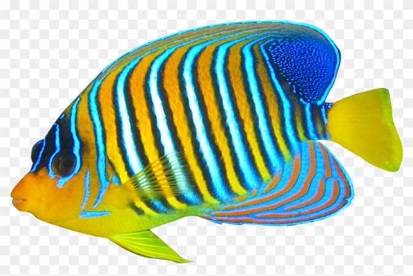 Angelfish Clipart Transparent Fish - Coral Reef Fish Png #390403