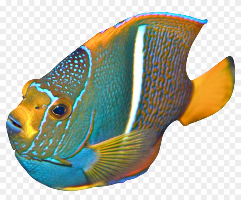 Angel Fish Transparent #390414