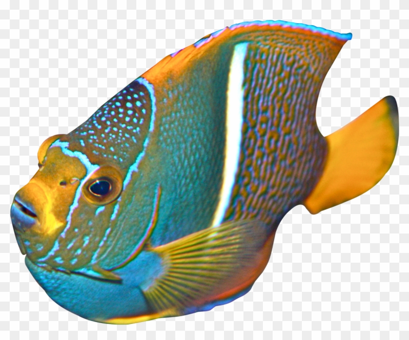 Angel Fish Transparent #390414