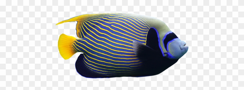 Angel Fish Png - Angelfish Png #390417