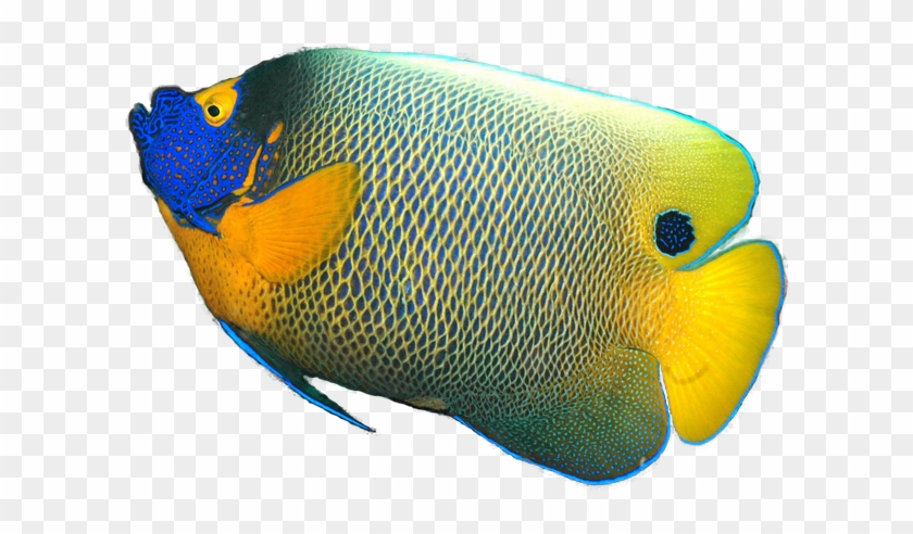 Tropical Fish Png - Angelfish Transparent Background #390421