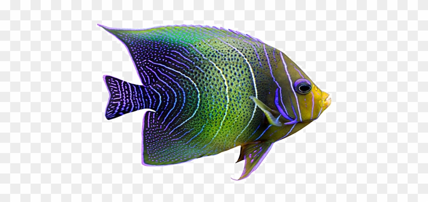 Tropical Fish Png - Tropical Fish #390422