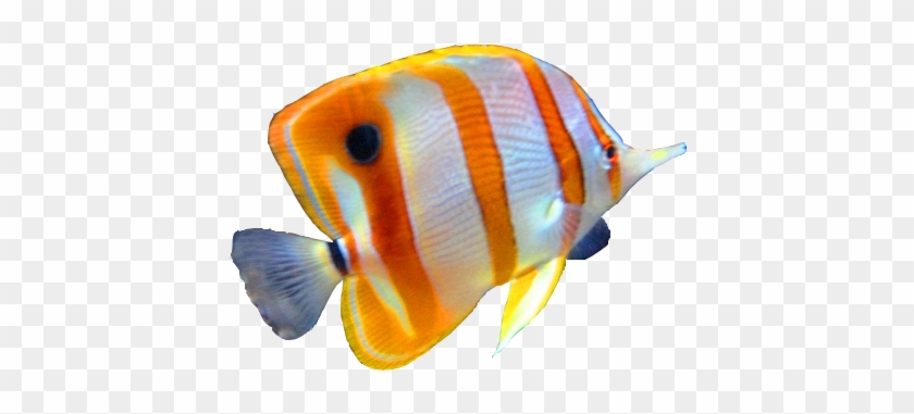 Hd Fish Image In Our System Image - Science Fusion Grade 1 Test #390427