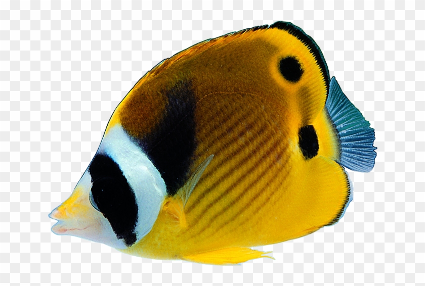 Bony Fishes Tropical Fish - 熱帶魚 #390435