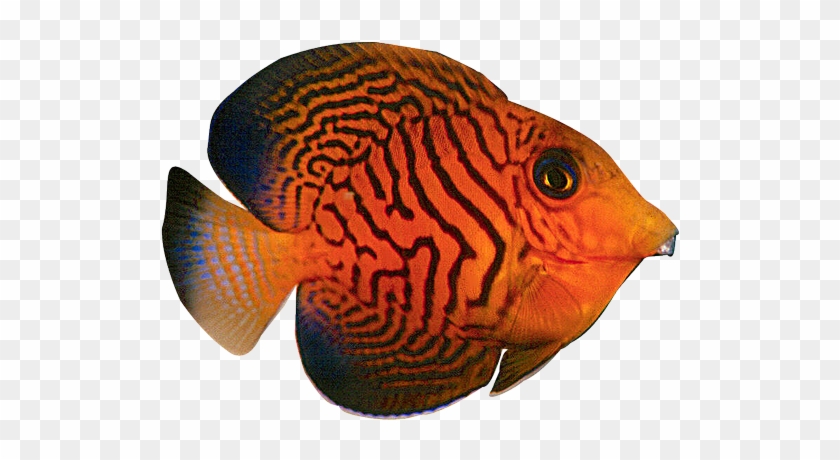 Tropical Fish 1 2 3 - Chevron Tang #390442