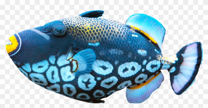 Fish Exotic Png Image - Fish Png #390449