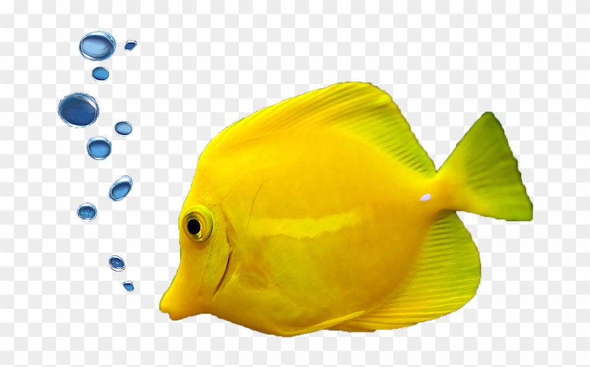 Scuba Diving Packages - Fish With Bubbles Png #390457